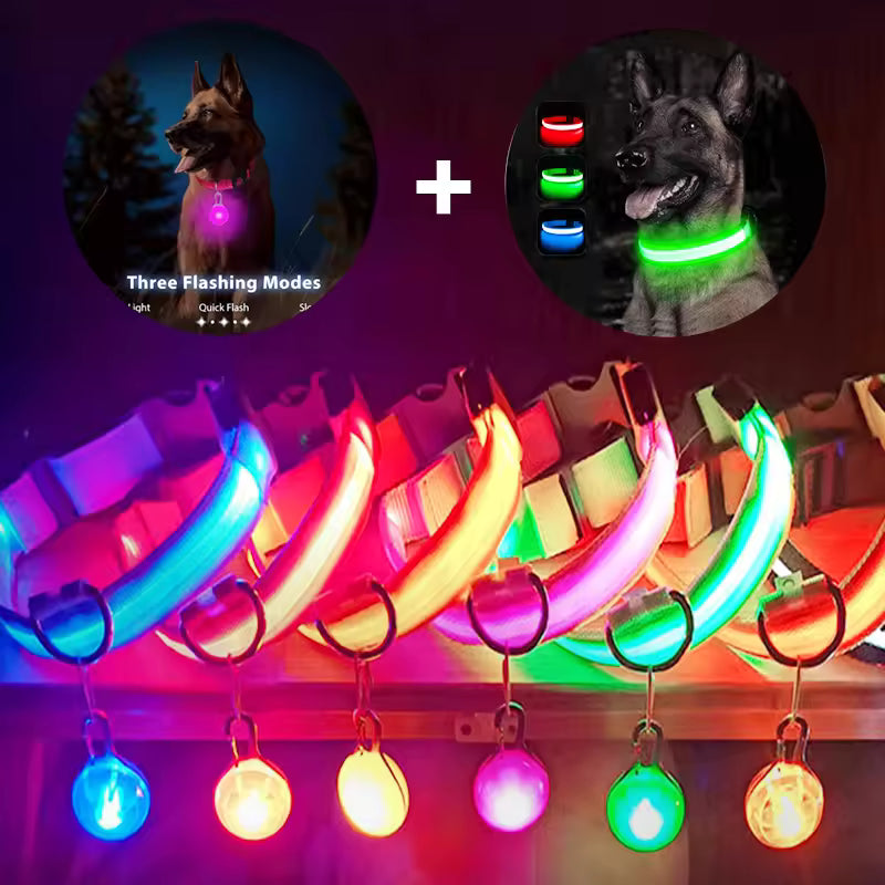 Collier de chien lumineux avec chargeur Usb