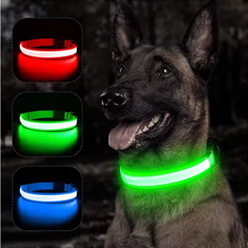 Collier de chien lumineux avec chargeur Usb