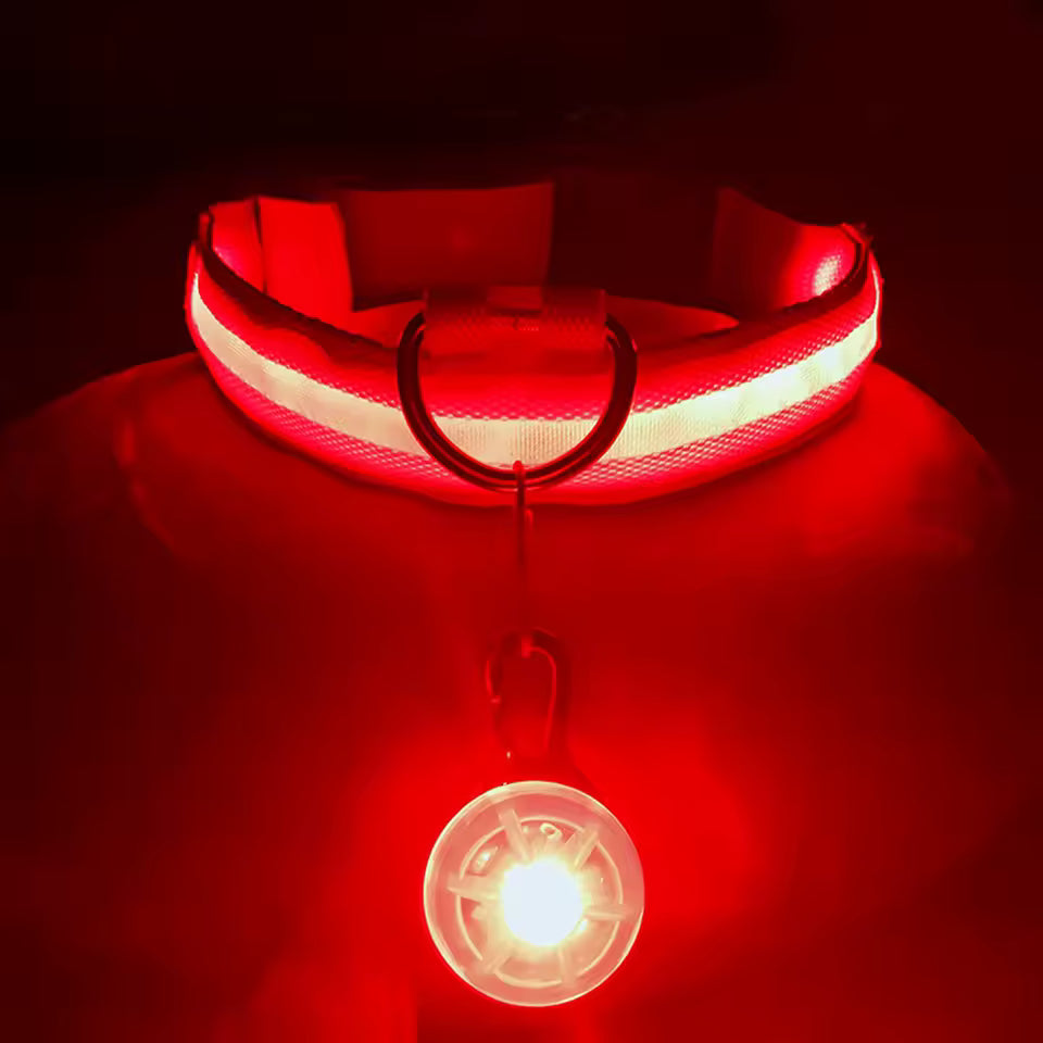 Collier de chien lumineux avec chargeur Usb