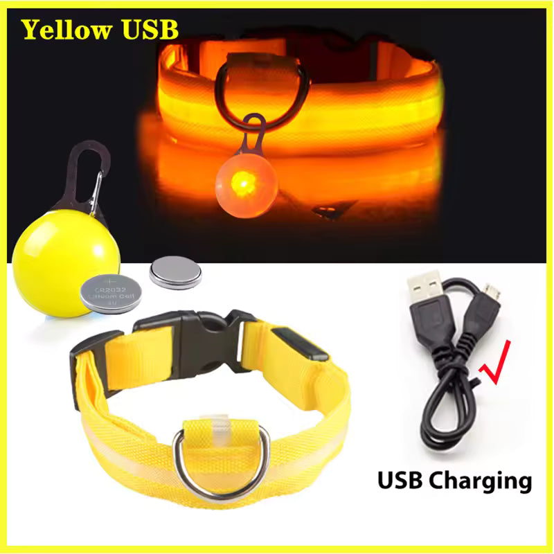 Collier de chien lumineux avec chargeur Usb