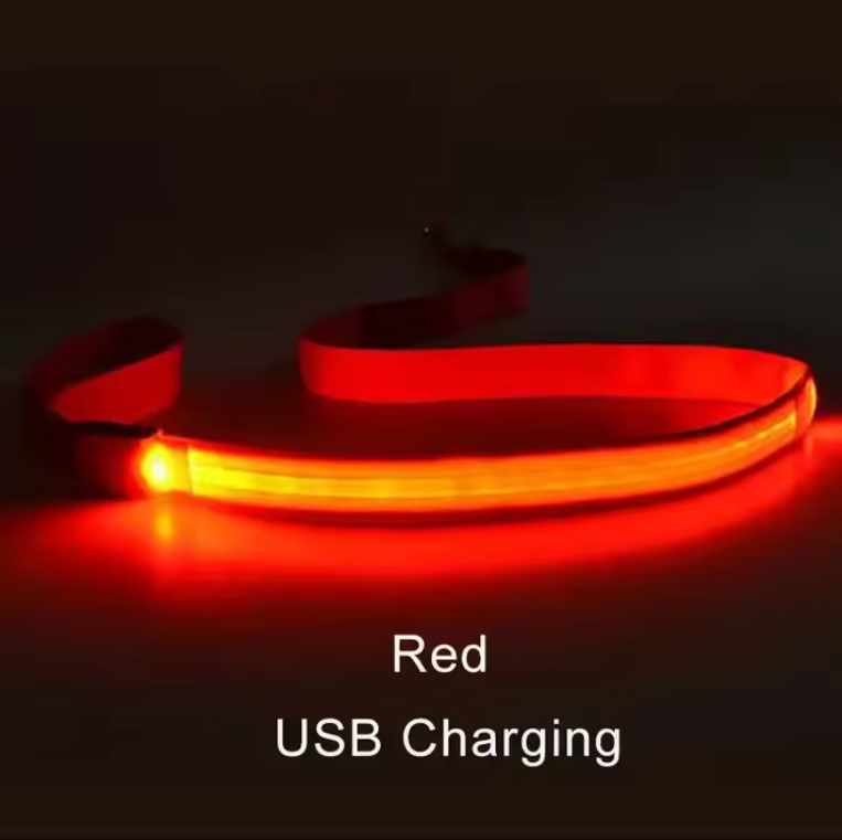 Laisse lumineuse LED pour chien