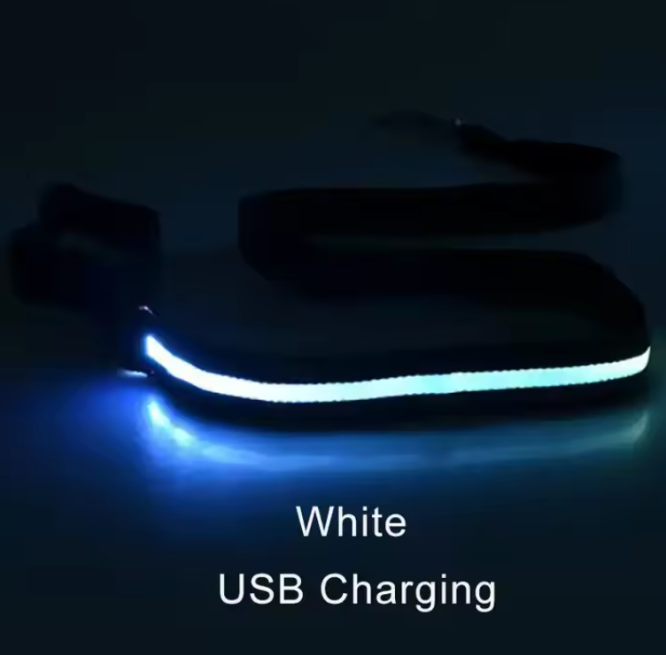 Laisse lumineuse LED pour chien