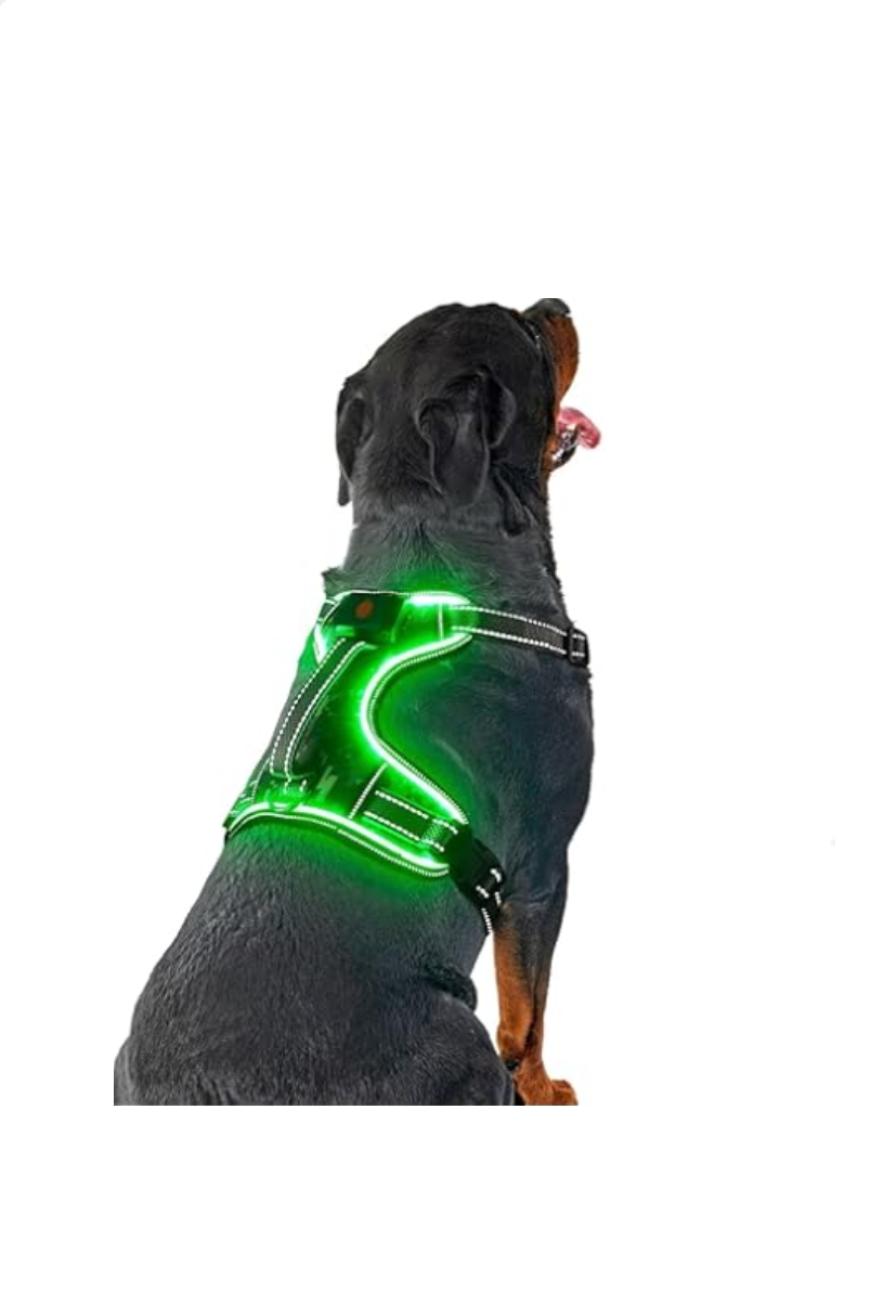 Harnais lumineux pour chien