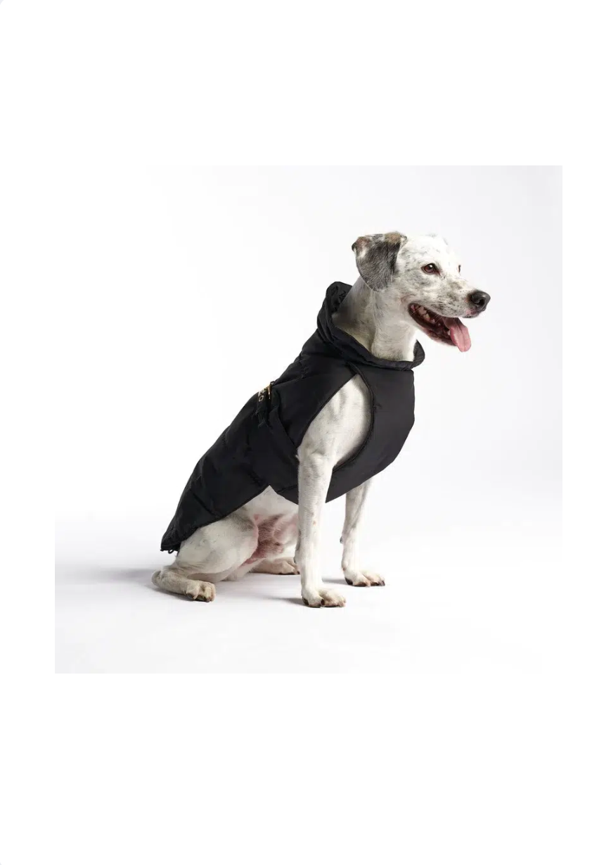 Vêtements imperméables pour chien